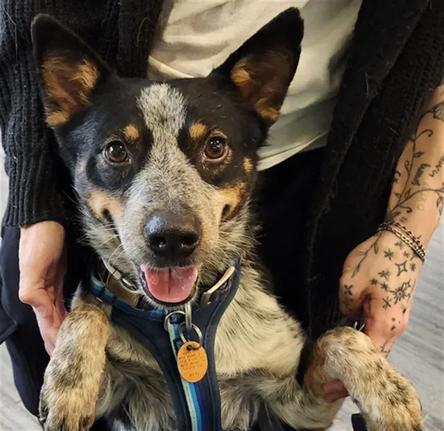 Blue - Australian Cattle Dog/Blue Heeler