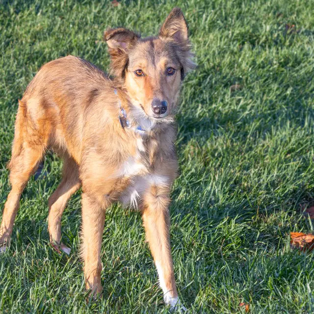 Aurora - Collie