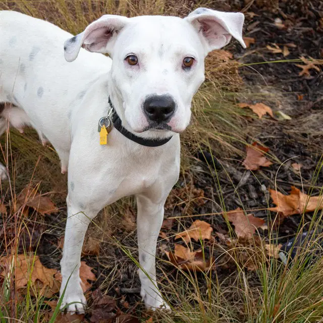 Suzie - Pit Bull Terrier