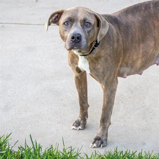 Junie B - Pit Bull Terrier