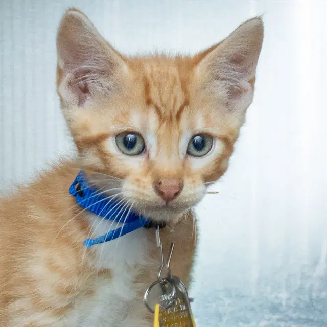 Mountain Dew - Domestic Short Hair