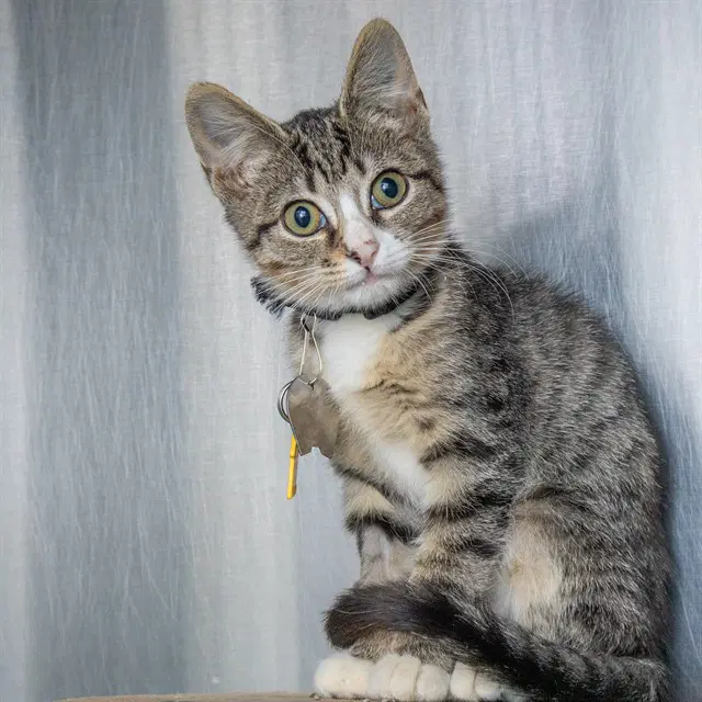 Hijinx - Domestic Short Hair
