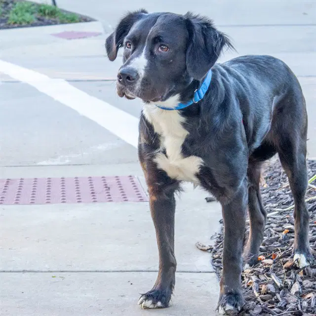 Raven - Border Collie