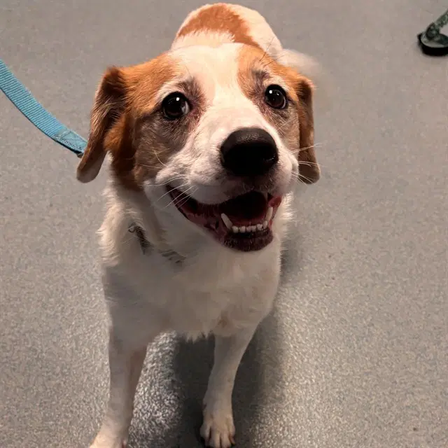 Padme - Cardigan Welsh Corgi