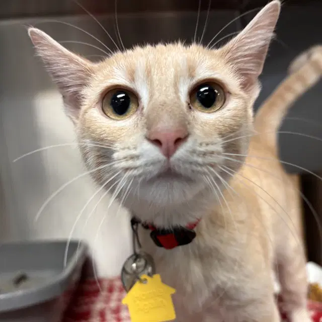 Pumpkin Spice - Domestic Short Hair