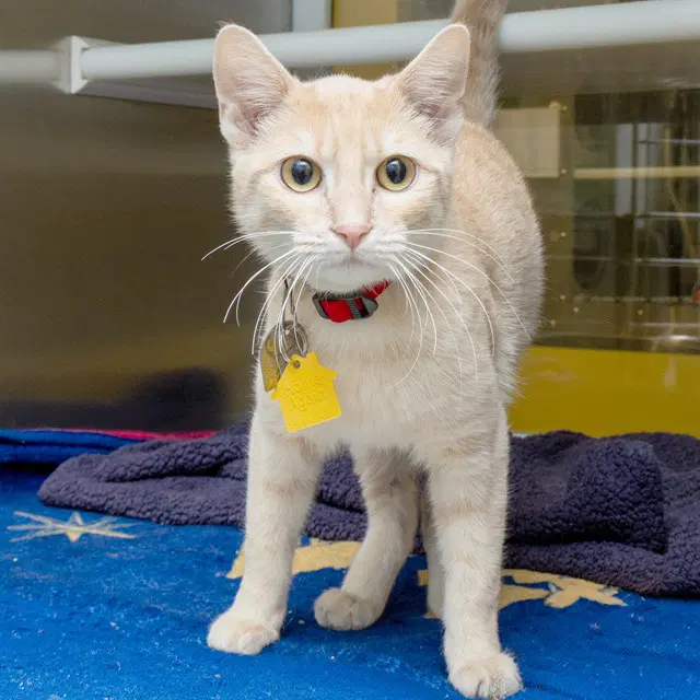 Pumpkin Spice - Domestic Short Hair