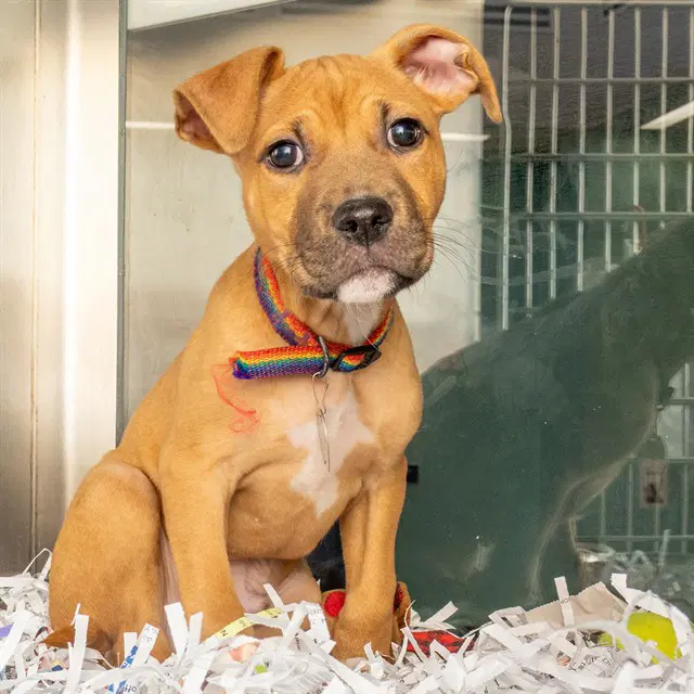 Boscos - Pit Bull Terrier