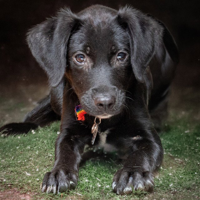 ABBIE