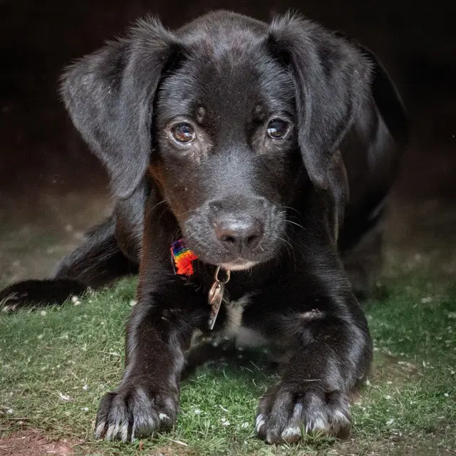 Abbie - Labrador Retriever