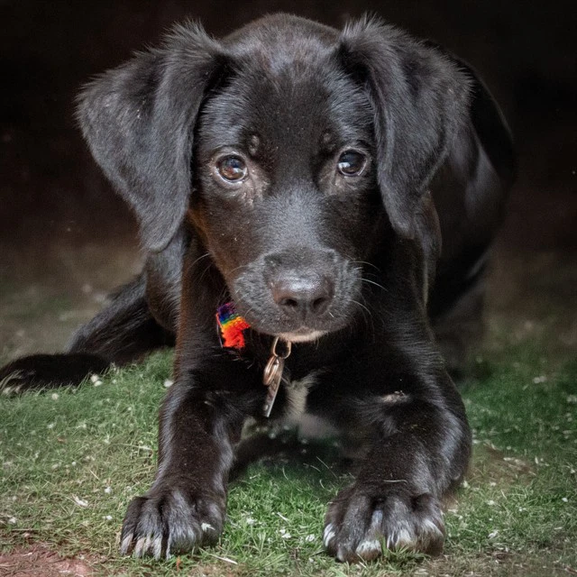 Abbie