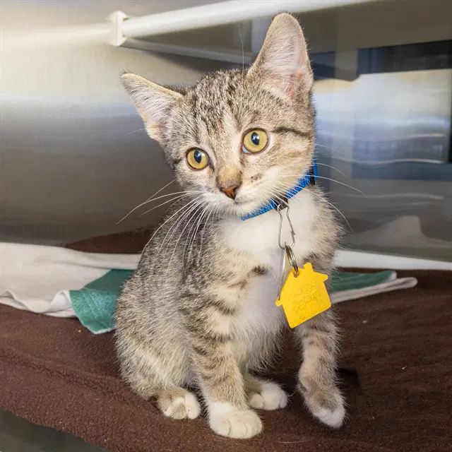 Tato Chip - Domestic Short Hair