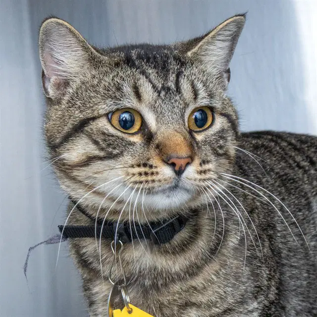 Mop - Domestic Short Hair