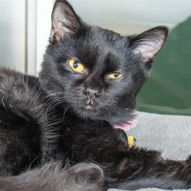 Piza - Domestic Short Hair
