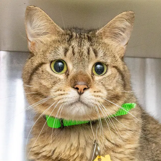 Manny - Domestic Short Hair