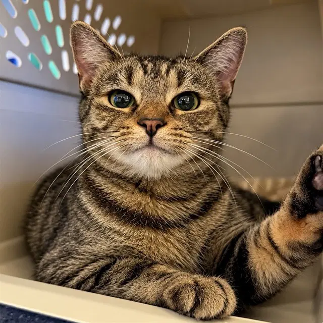 Wicca - Domestic Short Hair