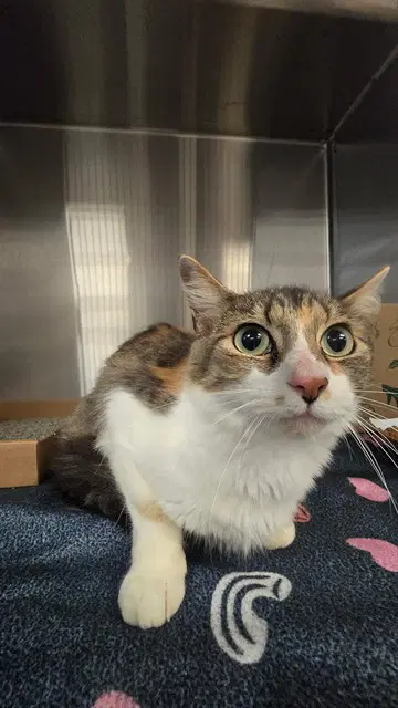 Vanellope - Domestic Short Hair