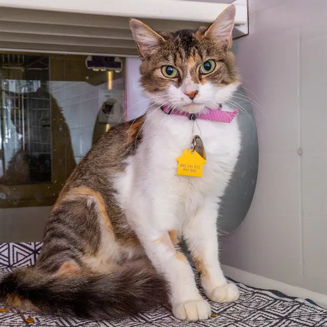 Vanellope - Domestic Short Hair