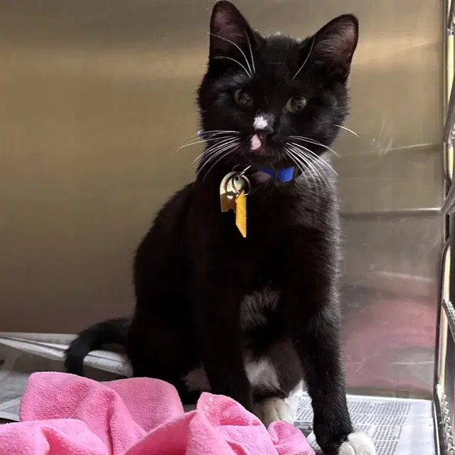Casey - Domestic Short Hair