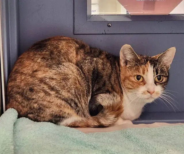 Enchantress - Domestic Short Hair