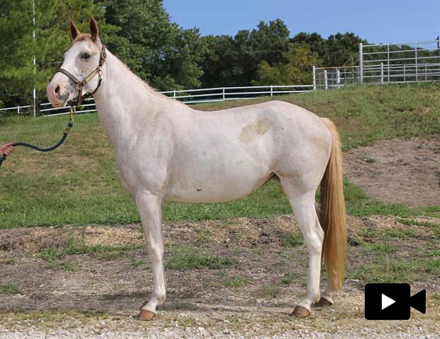 adoptable Horse in Union, MO named HALI