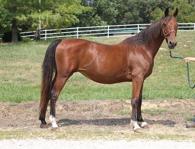 adoptable Horse in Union, MO named TULIP