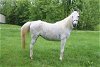 adoptable Horse in , MO named MIST
