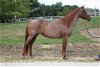 adoptable Horse in union, MO named SURI