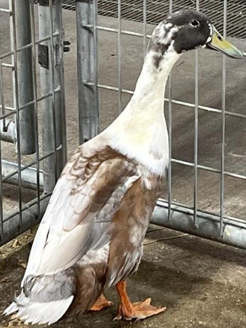 adoptable Duck in Union, MO named LORD PARSNIP