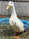 adoptable Duck in union, MO named SVEN