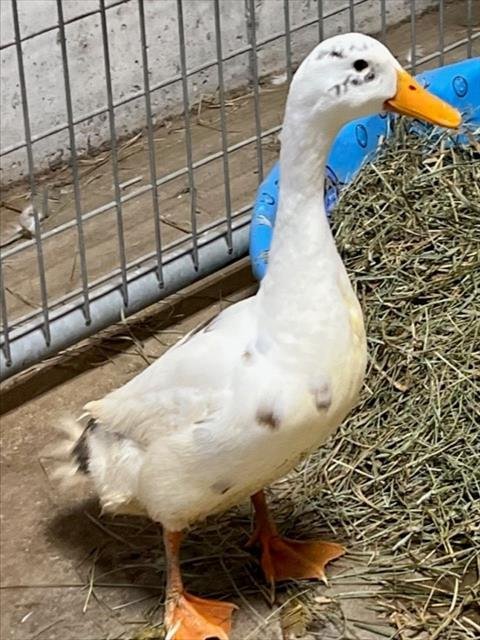 adoptable Duck in Union, MO named STEVEN