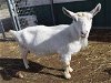 adoptable Goat in union, MO named ROSANNA