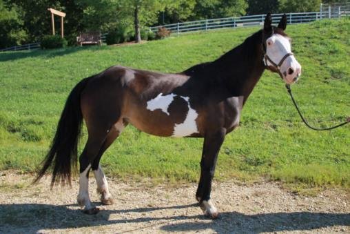 adoptable Horse in Union, MO named ROSA