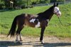 adoptable Horse in union, MO named ROSA