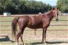 adoptable Horse in union, MO named WISH
