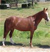adoptable Horse in  named PRALINE