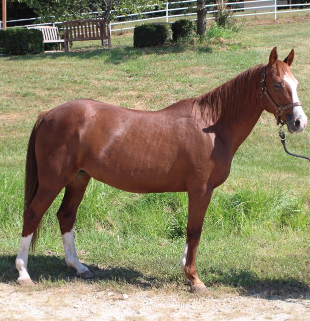 adoptable Horse in Union, MO named PRALINE