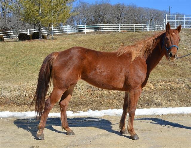 adoptable Horse in Union, MO named LUCILLE