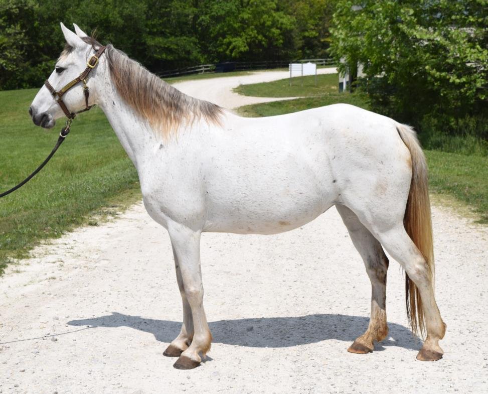adoptable Horse in Union, MO named ROSE