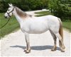 adoptable Horse in union, MO named ROSE