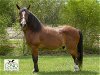 adoptable Horse in , MO named MOONSHADOW
