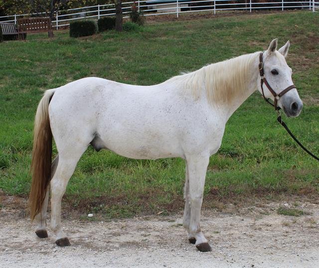 adoptable Horse in Union, MO named MONTY