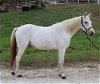 adoptable Horse in , MO named MONTY