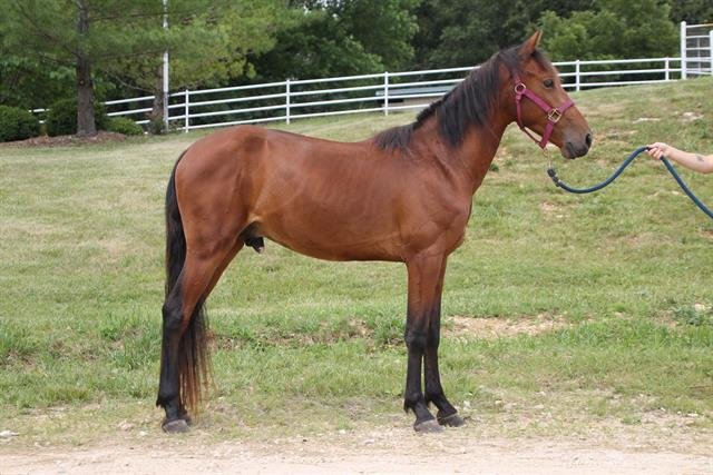 adoptable Horse in Union, MO named MALONE