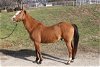 adoptable Horse in union, MO named RUFIO