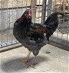 adoptable Chicken in union, MO named MAJOR MCGILLICUDDY
