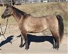 adoptable Horse in union, mo, MO named IVY