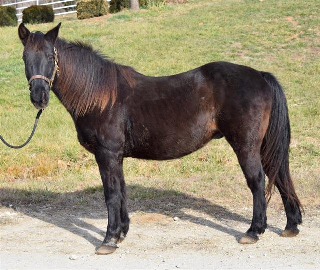 adoptable Horse in Union, MO named ROOSTER