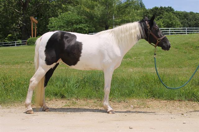 adoptable Horse in Union, MO named BESSY