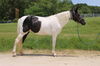 adoptable Horse in Union, MO named BESSY