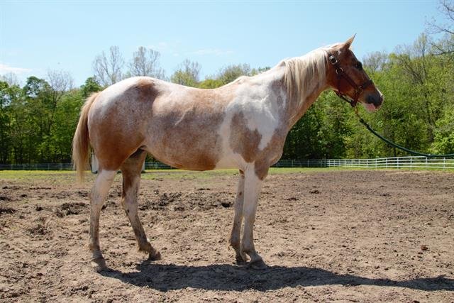 adoptable Horse in Union, MO named ROSEBUD